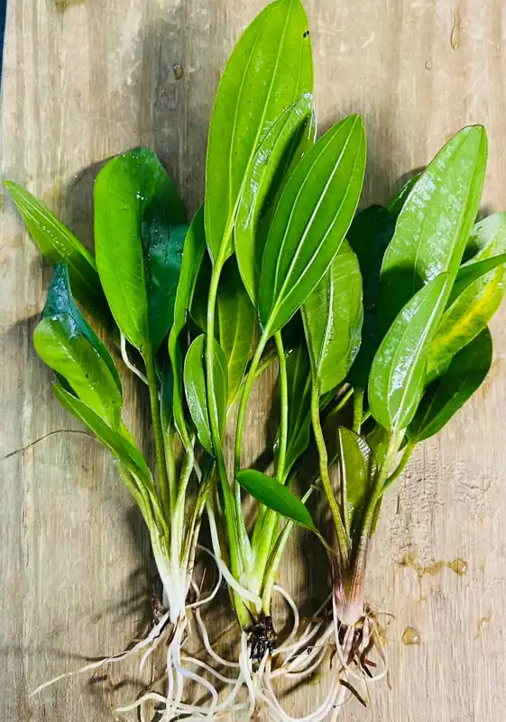 Kleiner Sword (Echinodorus 'Kleiner) - Emark Tropical Imports