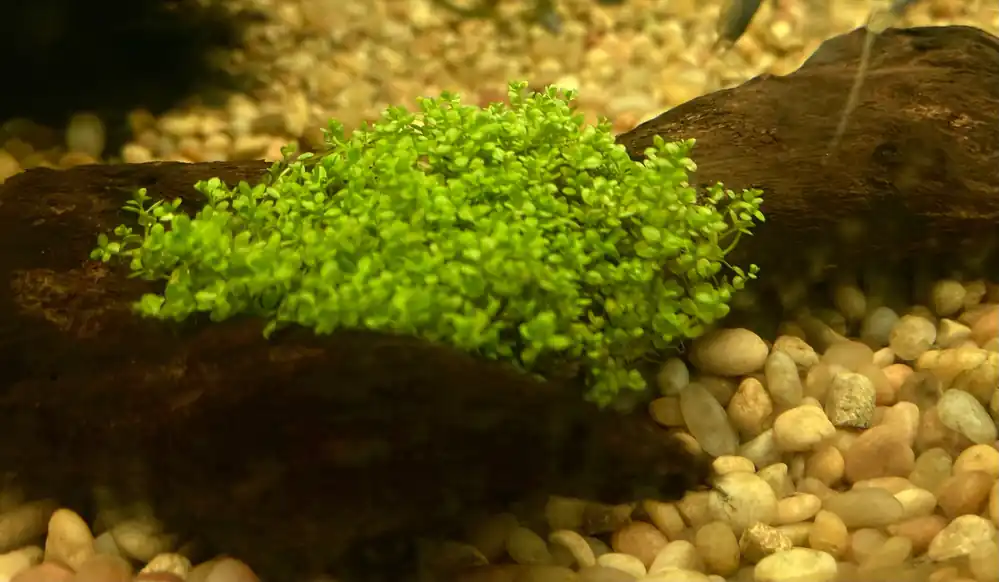 Baby Tears On Drift Wood - Emark Tropical Imports