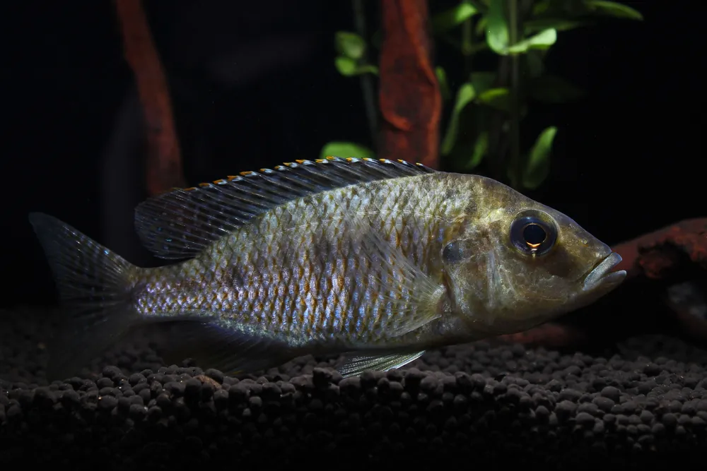 Lethrinops Intermedius Cichlid - Rick