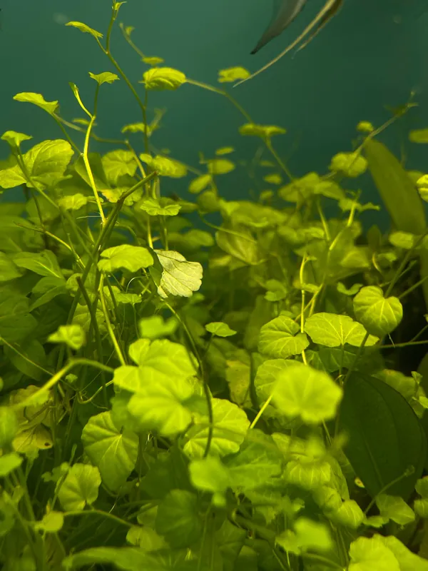 Cardamine Lyrata Aquatic Plant - Emark Tropical Imports