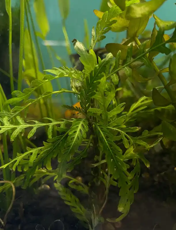 Hygrophila Pinnatifida - 5D Tropical