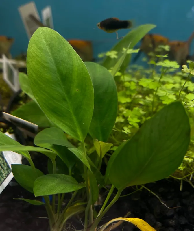 Anubias Congensis - Emark Tropical Imports
