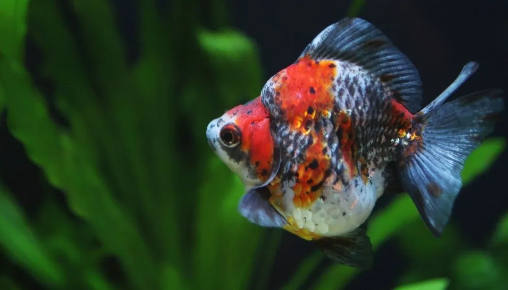Calico Ryukin Goldfish - Sun Pet