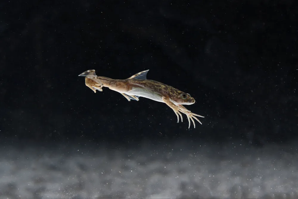 Grey African Clawed Frog - 5D Tropical