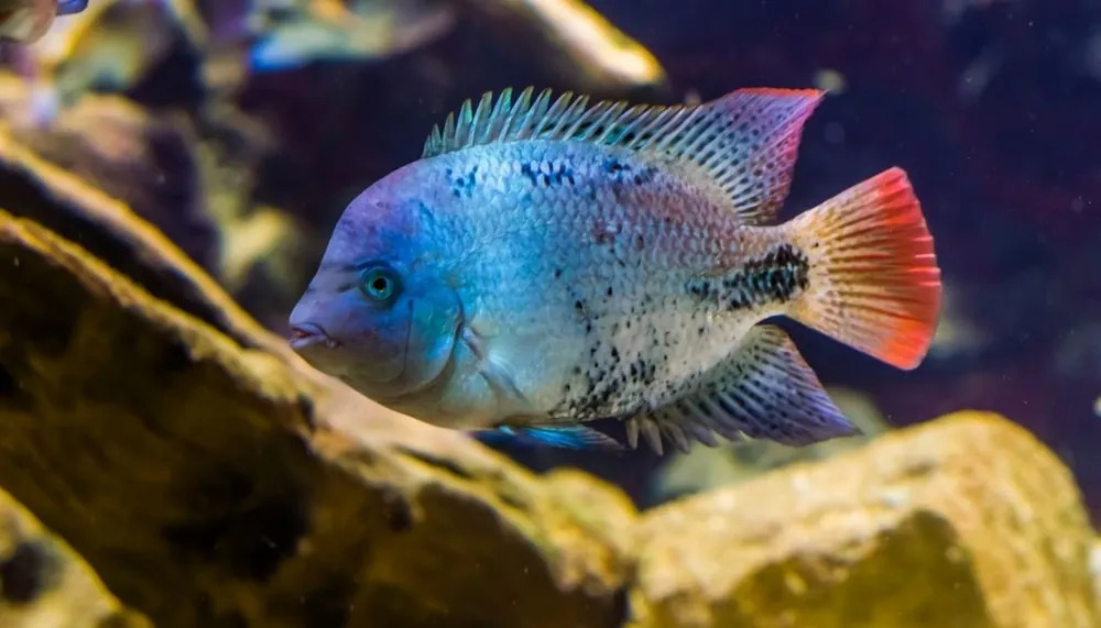 Black Belt Cichlid - Cichlid Exchange