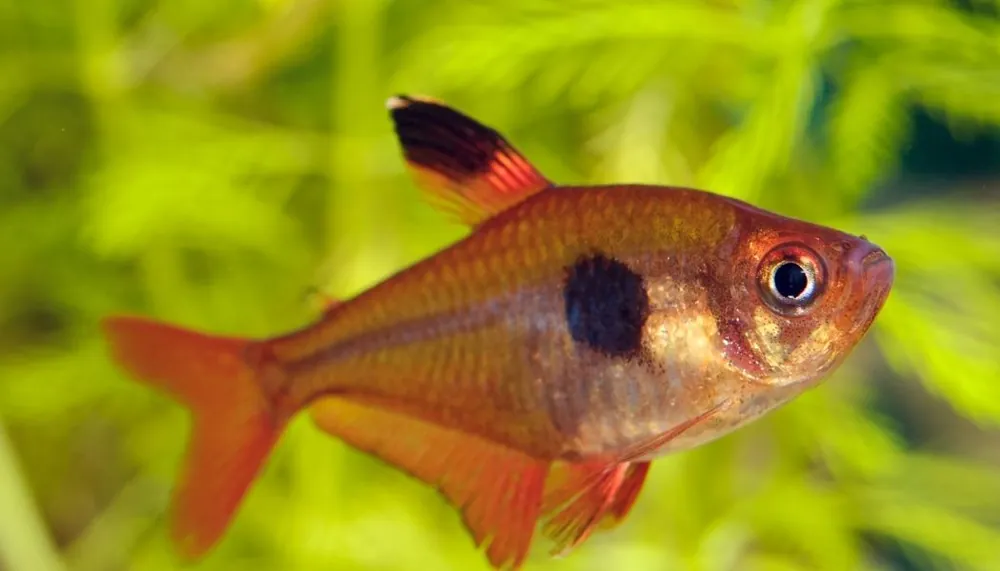 Red Phantom Tetra - Emark Tropical Imports