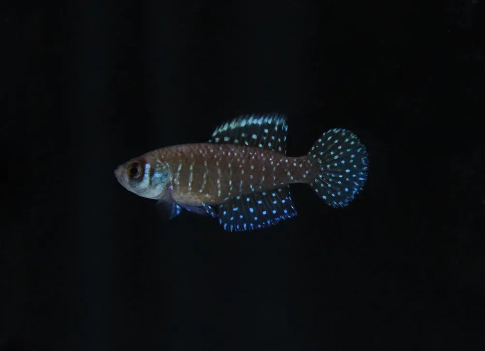 Pearl Killifish PAIR - Cichlid Exchange