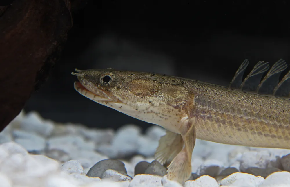Lapradei Bichir - Cichlid Exchange