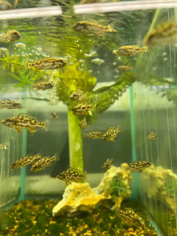 Assorted Baby African cichlids - Natural Environment Aquatix