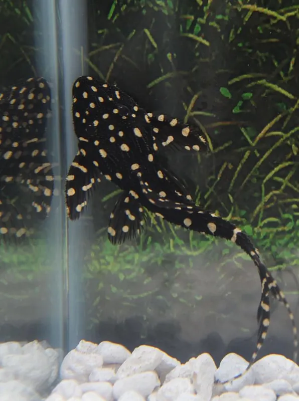Acanthicus Adonis Plecostomus - Emark Tropical Imports