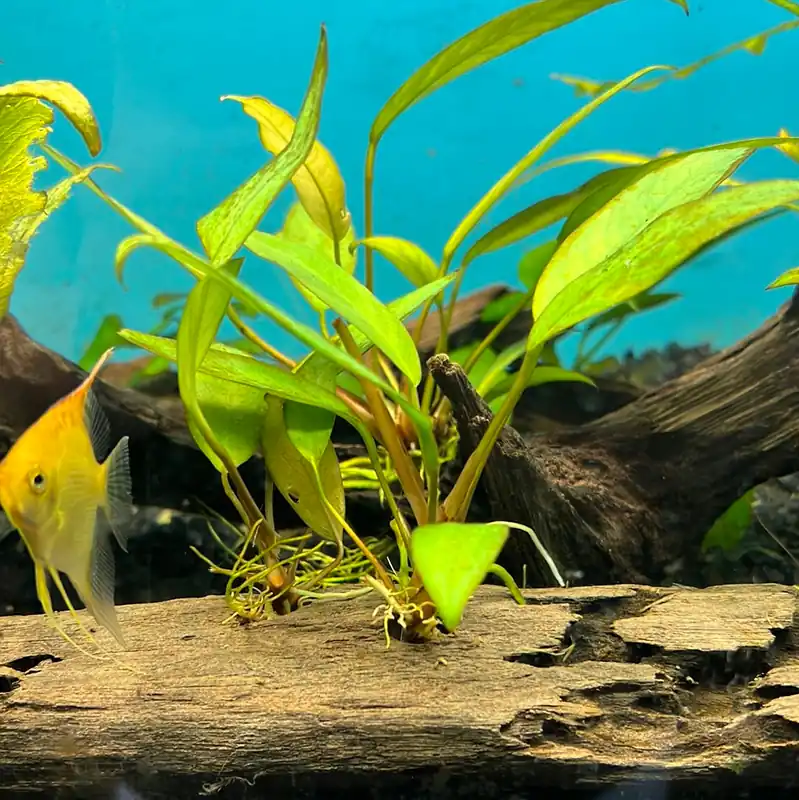 Frazeri On Drift Wood - Emark Tropical Imports