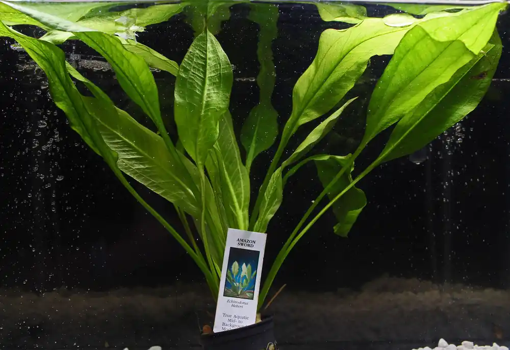 Amazon Sword Potted - Emark Tropical Imports