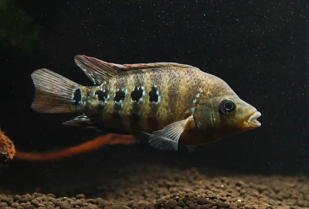 Red Texas Cichlid Small - Quality Gold