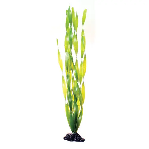 Green Jungle Vallisneria- 20" Aquarium Plant