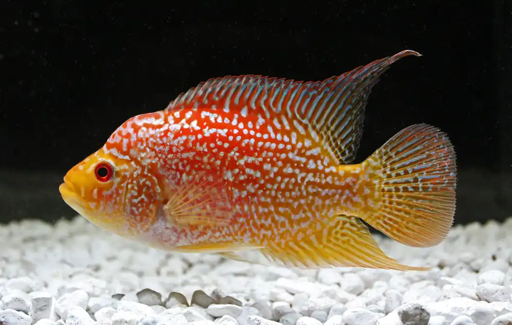 Red Texas Cichlid - Quality Gold