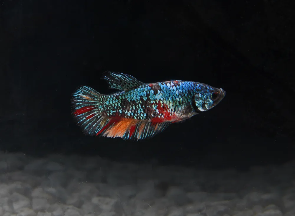 Assorted Fancy Female Betta - Carolina Aquatics