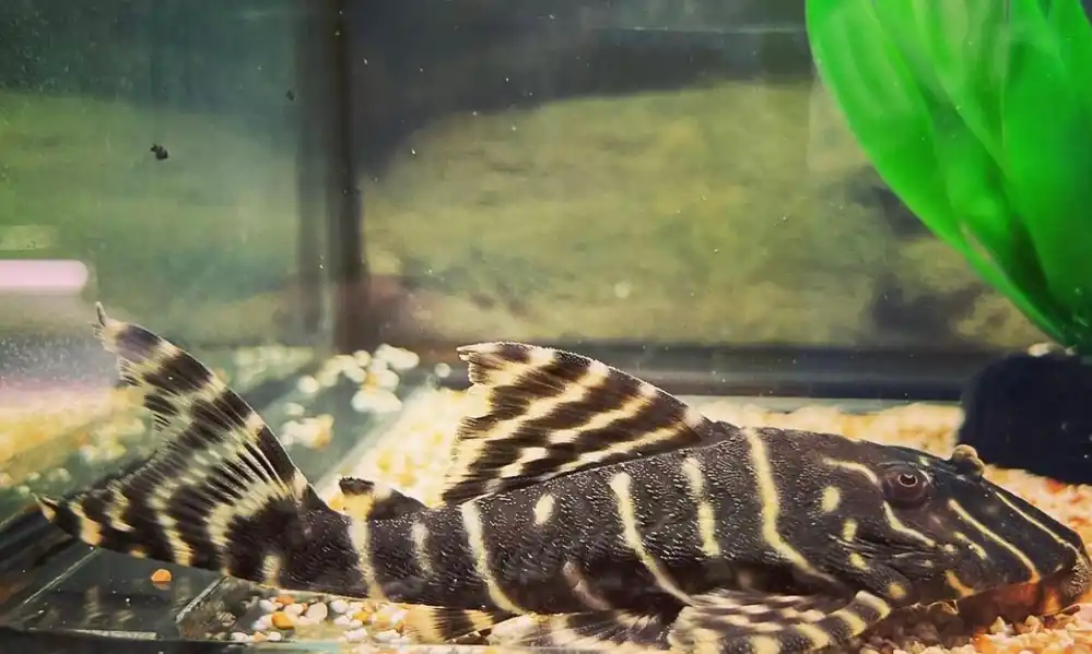 Emperor Plecostomus L204 - Interstate