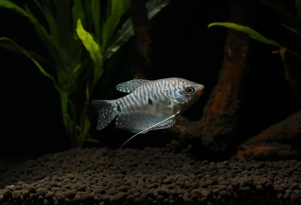 Blue Gourami - Cichlid Exchange