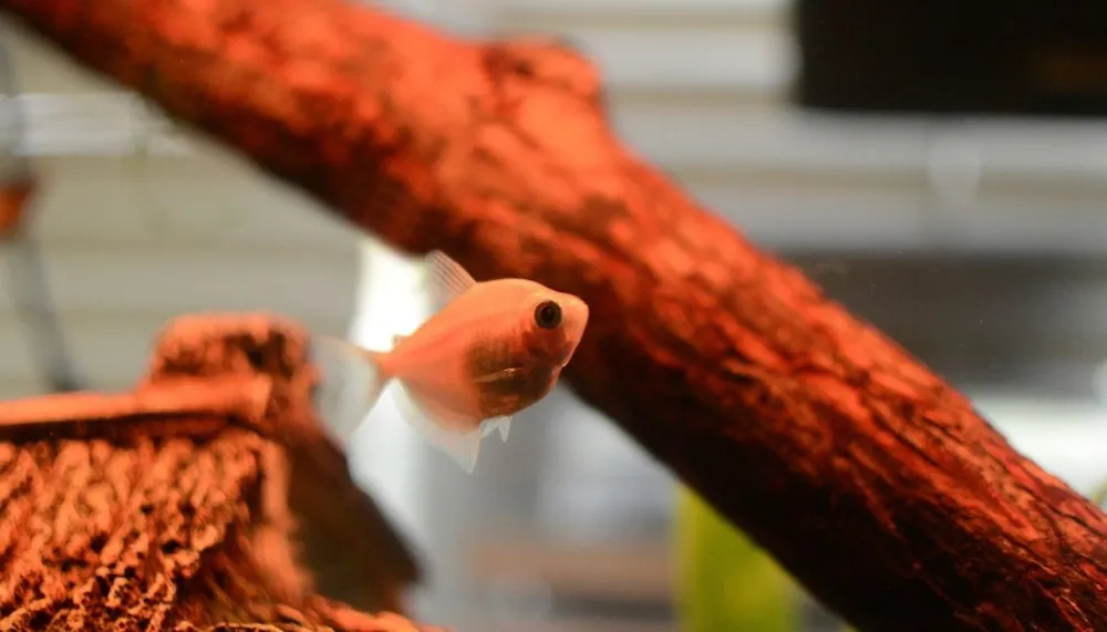 White Skirt Tetra - 5D Tropical