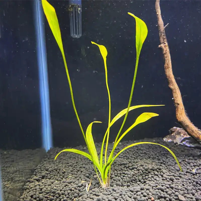Pygmy Chain Sword - 5D Tropical