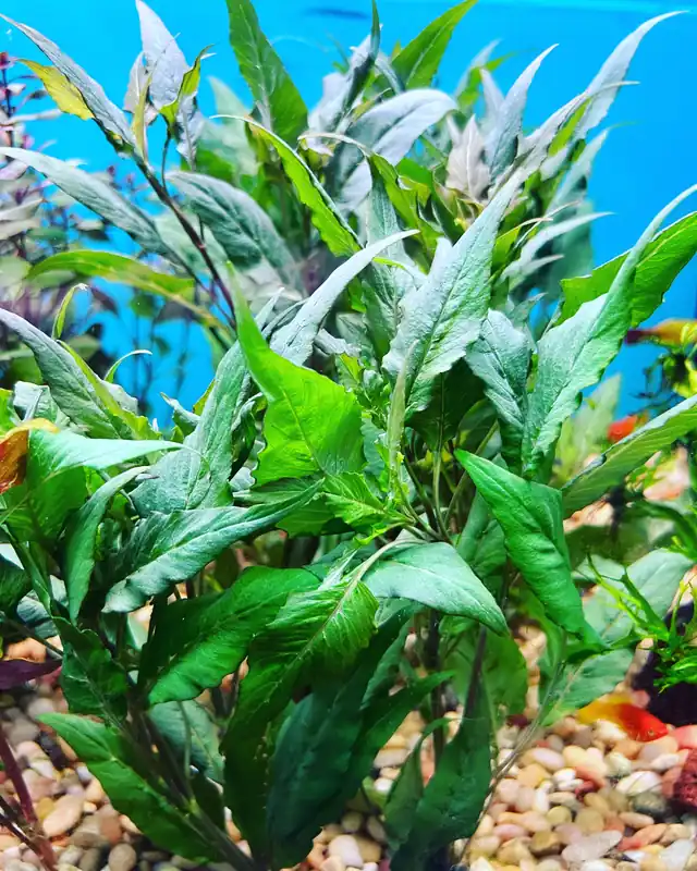 Blue Hygrophila Aquatic Plant - 5D Tropical
