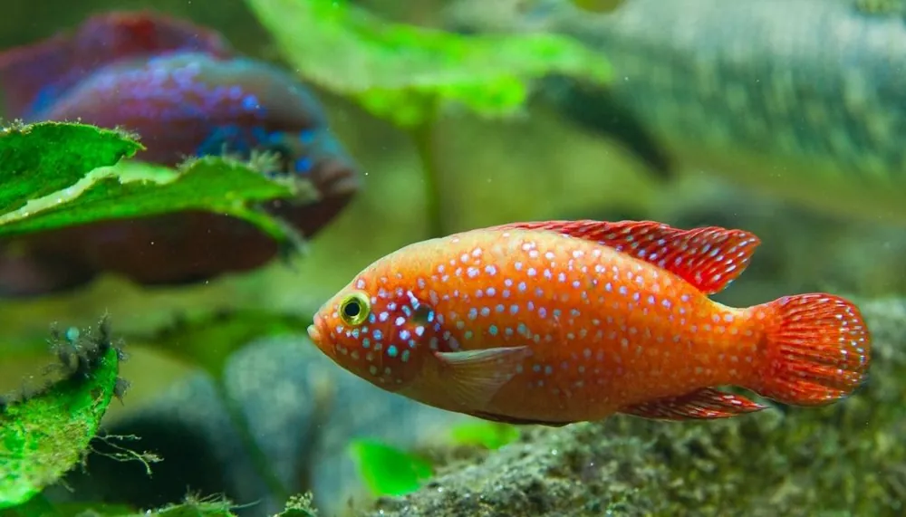 Blood Red Jewel Cichlid - 5D Tropical