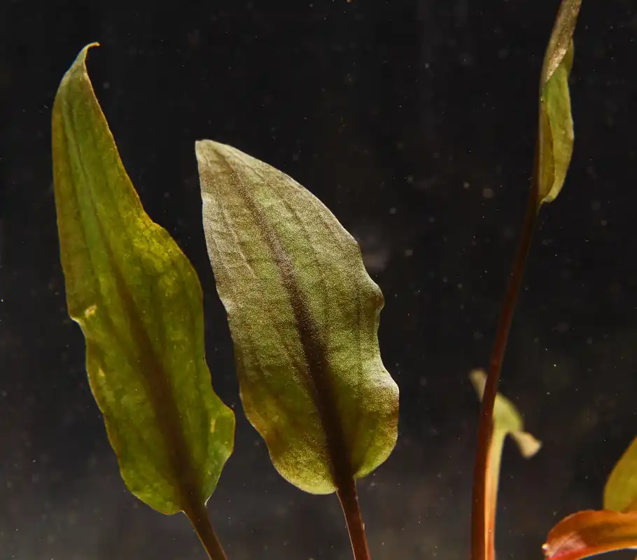 Cryptocoryne Wendtii "Affinis Red" - 5D Tropical