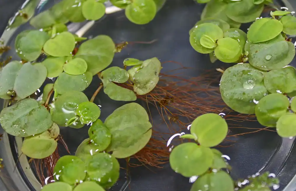 Red Root Floater Aquatic Plant - 5D Tropical