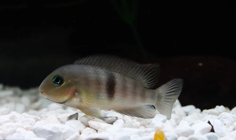 Neetropolus Nematopus Cichlid - 5D Tropical