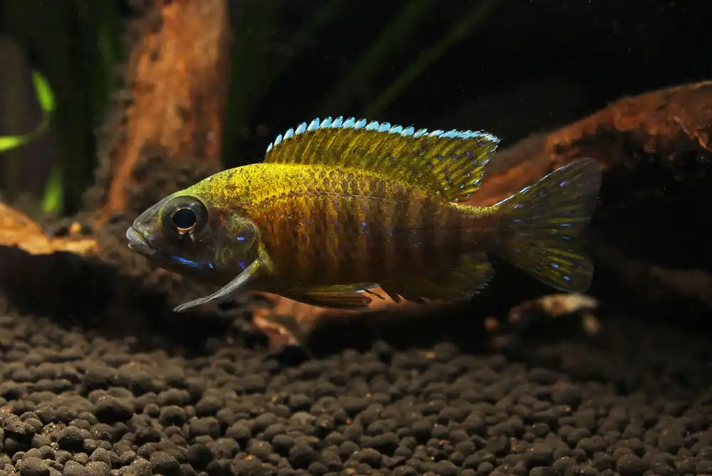 Sunshine Peacock Cichlid Small - 5D Tropical