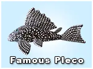 Famous Pleco Plushie - GreenPleco