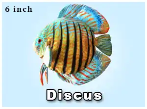 Discus Plushie - Natural Environment Aquatix