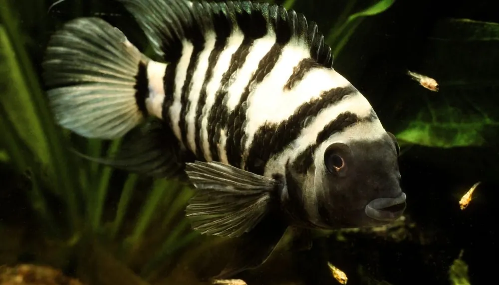 Black Convict Cichlid - Sun Pet