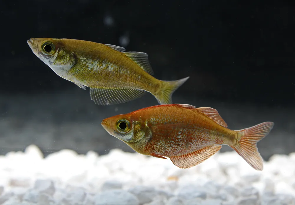 New Guinea Rainbow - Emark Tropical Imports