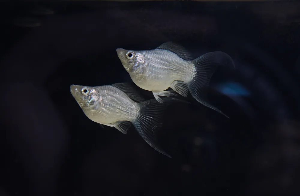 Balloon Molly - Carolina Aquatics