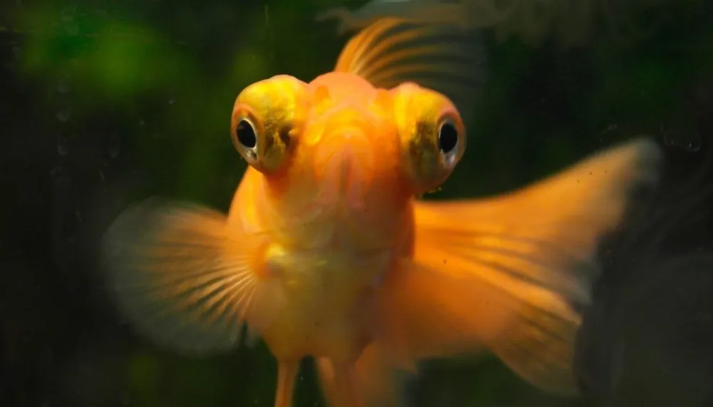 Assorted Telescope Goldfish - Sun Pet