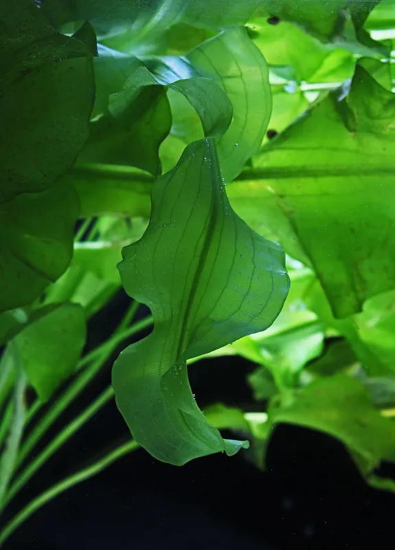 Ulvaceus Plant - Emark Tropical Imports