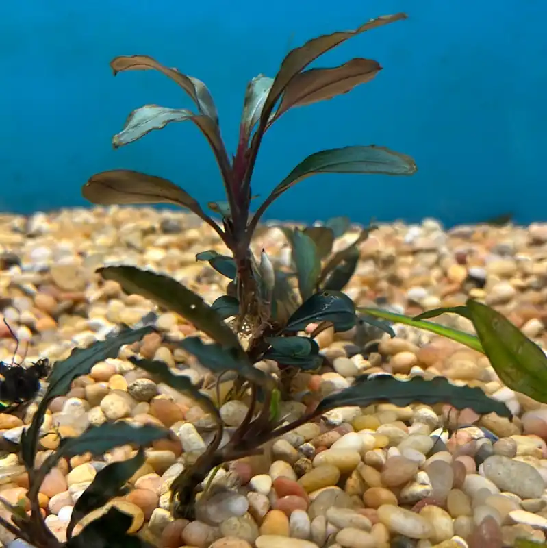 Bucephalandra 'Red Center' Aquatic Plant - Emark Tropical Imports