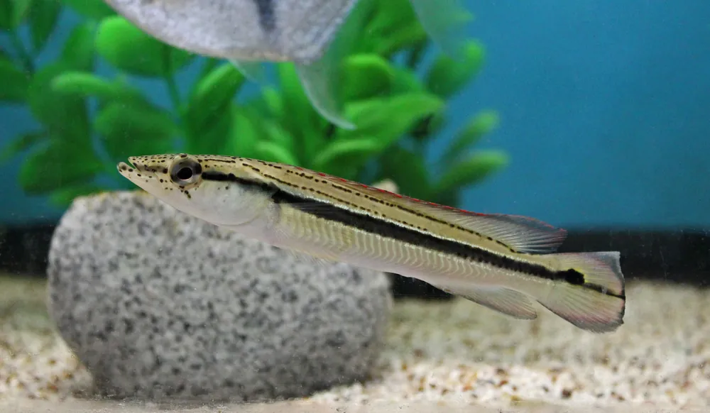 Lenticulata Pike Cichlid - 5D Tropical