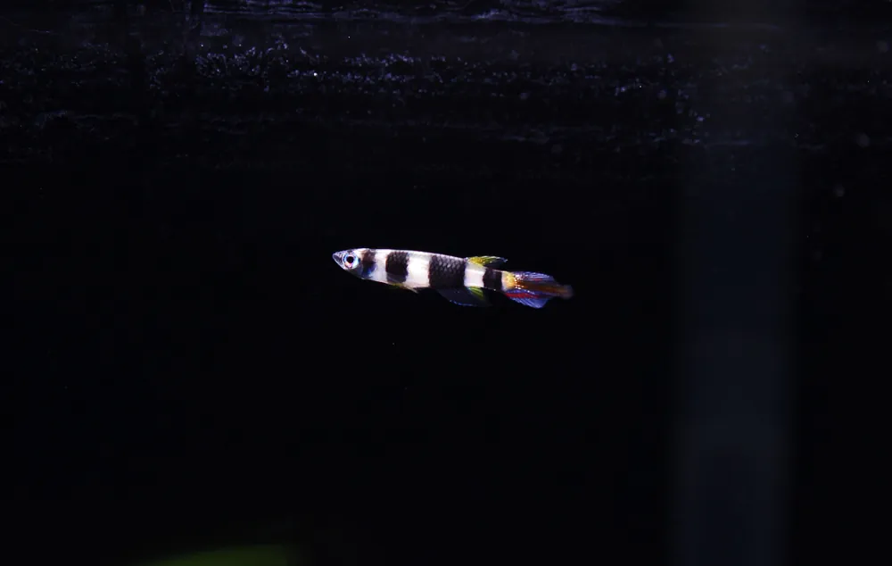 Clown Killifish - Cichlid Exchange