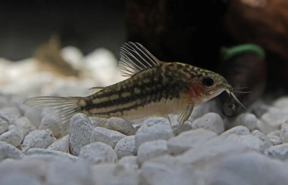 San Juan Corydoras Catfish - Cichlid Exchange
