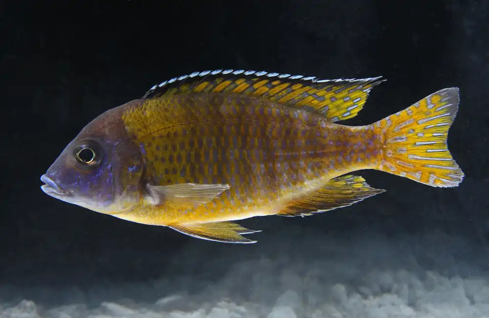 Flavescent Peacock Cichlid Large Male Show - Florida Exotic