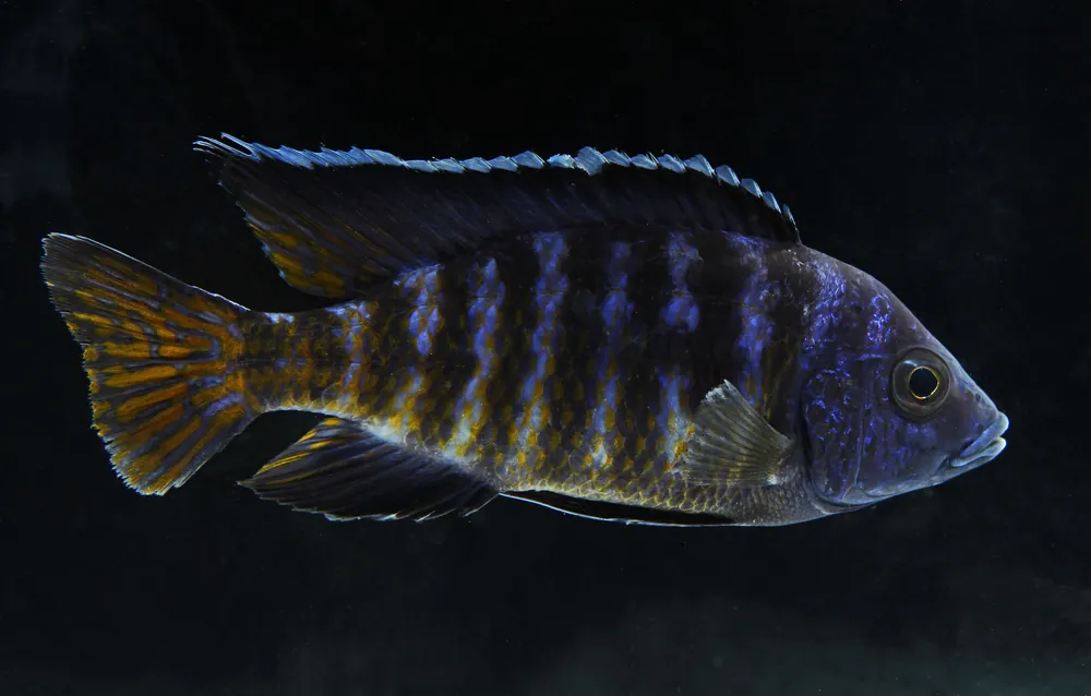 Koningsi Peacock Cichlid Male Large - Rick
