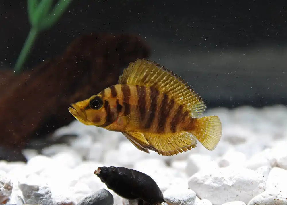 Yellow Fin Compressicep Cichlid - Florida Exotic