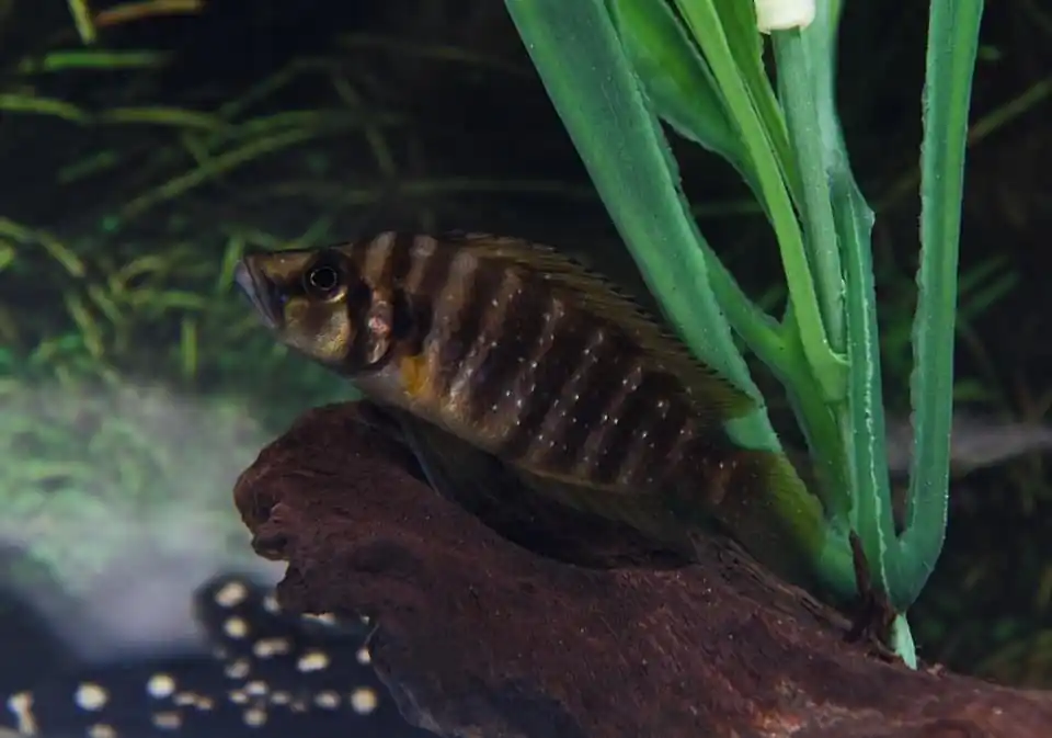 Fire Fin Compressicep Cichlid - Rick