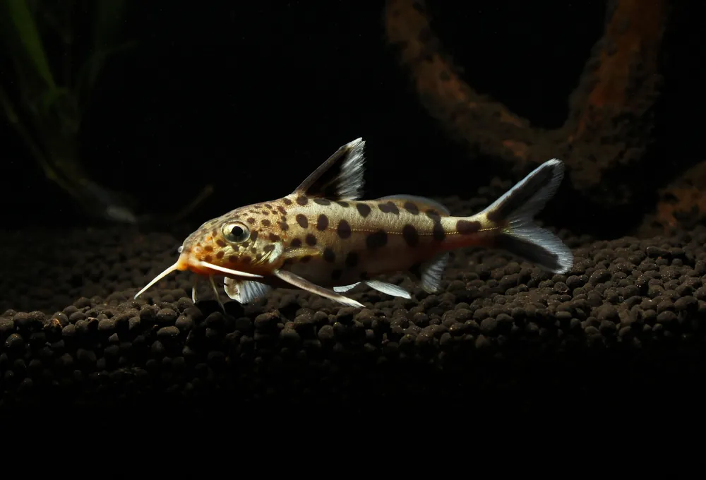 Multipunctatus Synodontis Catfish - Rick
