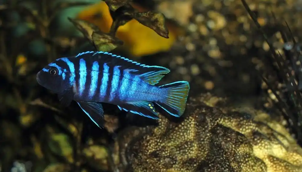 Premium Assorted Mbuna Cichlids - Rick