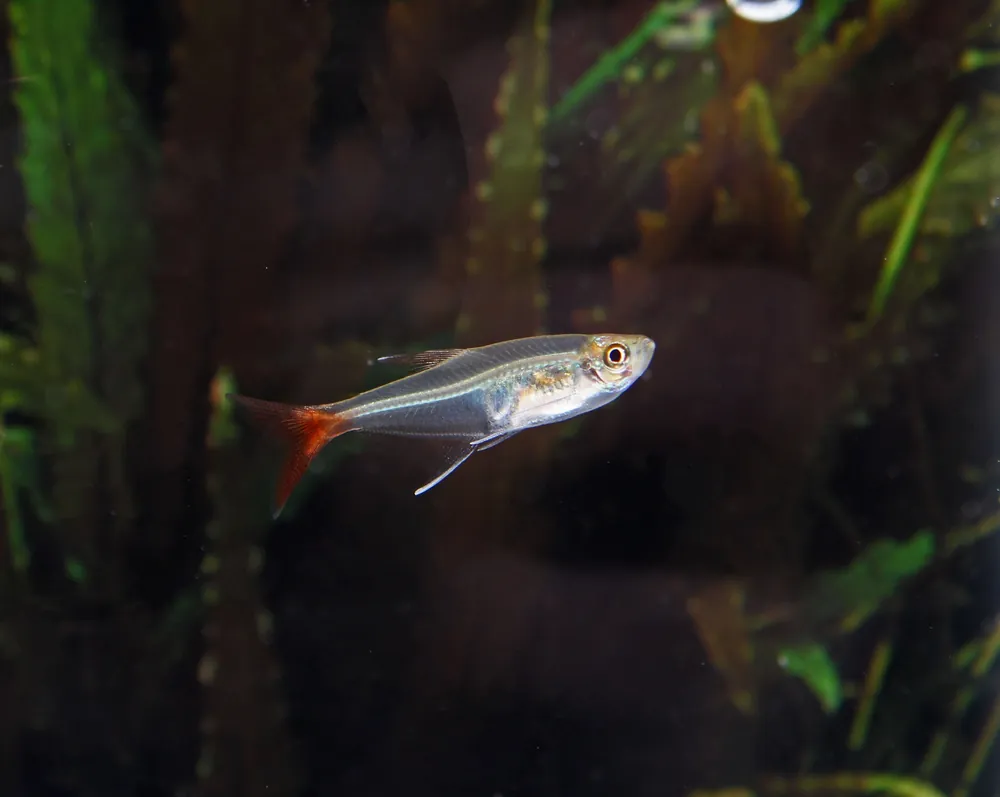 Glass Bloodfin Tetra - Cichlid Exchange