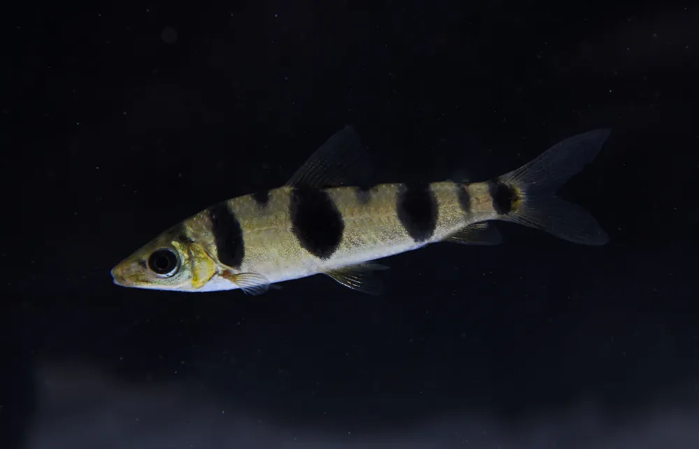 Saddle Spot Leporinus - Cichlid Exchange