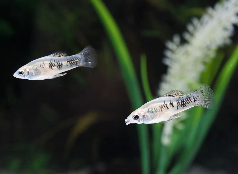 Cuban Limia - Cichlid Exchange